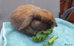 Mini Lop rabbits for sale: Spayed and neutered rabbits for adoption  - Advert 8