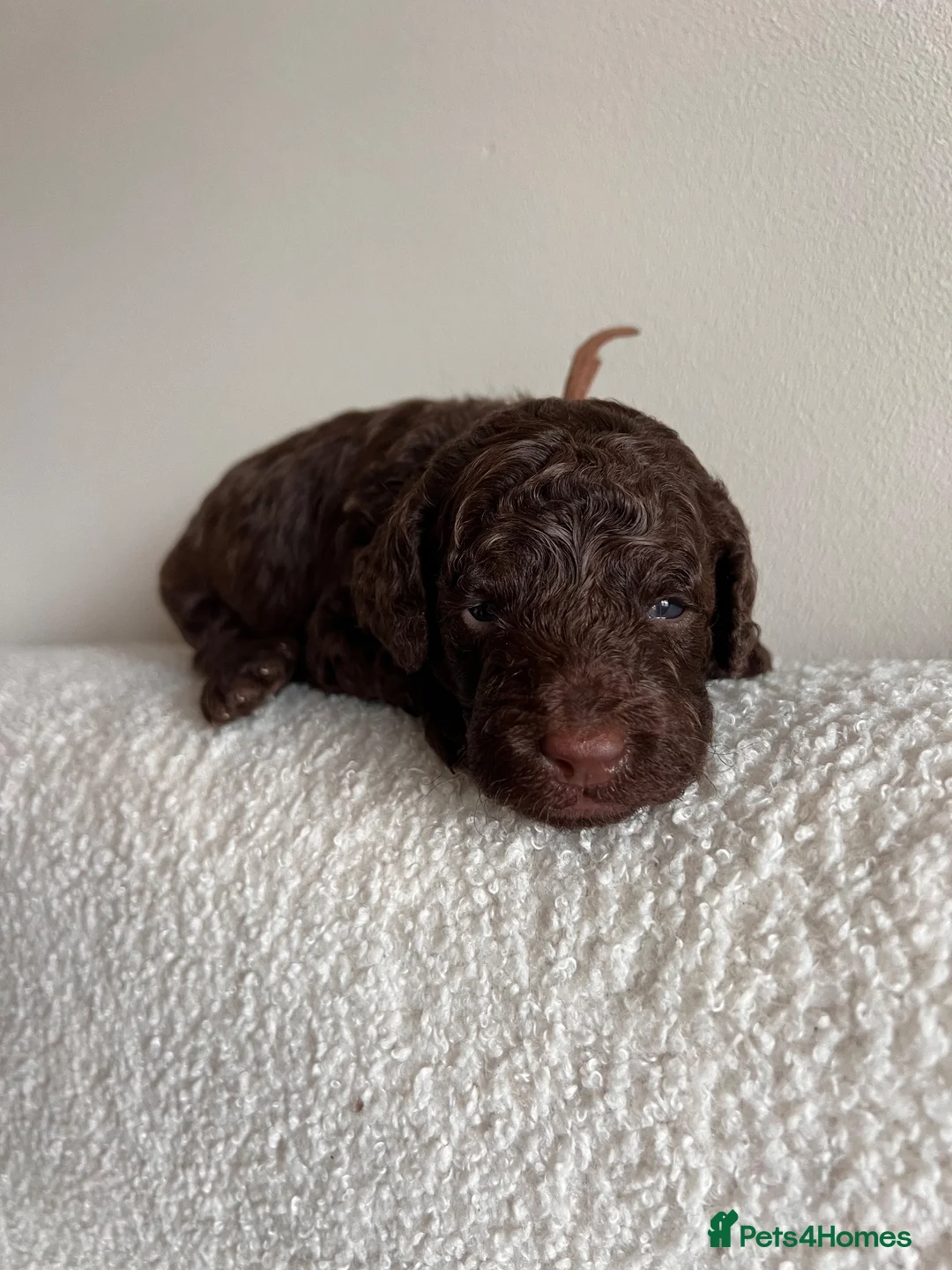 Miniature Poodle dogs for sale: 🤎 BEAUTIFUL CHOCOLATE MINIATURE POODLE BOYS 🤎 - Advert 2