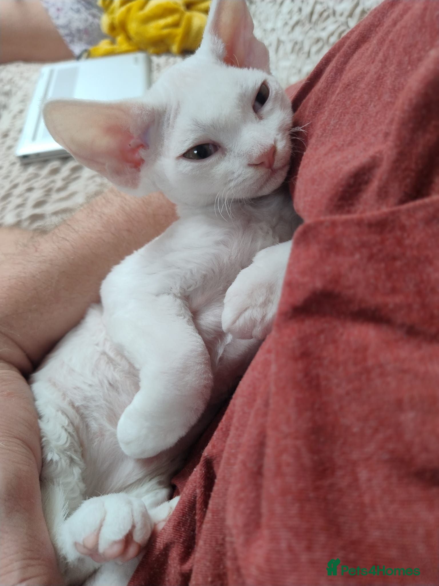 Devon Rex cats  Last boy!!Devon Rex – Spayed! Ready Now - Advert 5