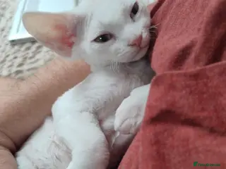 Devon Rex cats Last boy!!Devon Rex – Spayed! Ready Now - Advert 5