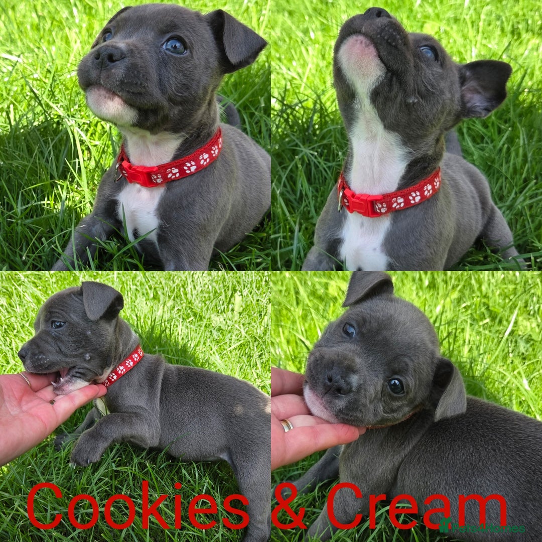 Staffordshire Bull Terrier dogs for sale: 2 left, Reduced Champion KC Blue Staffy Pups - Image 27