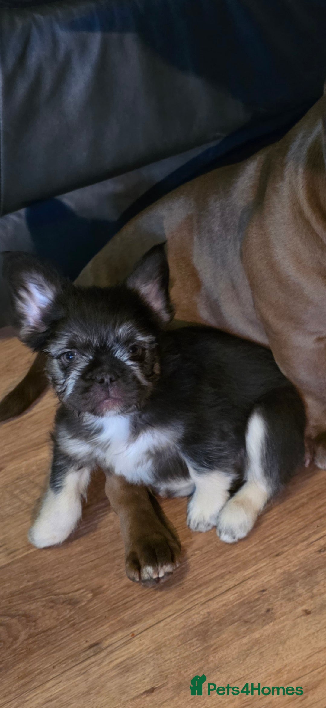 French Bulldog dogs LAST PUP Stunning French bulldog puppies - Advert 18