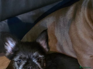 French Bulldog dogs LAST PUP Stunning French bulldog puppies - Advert 18
