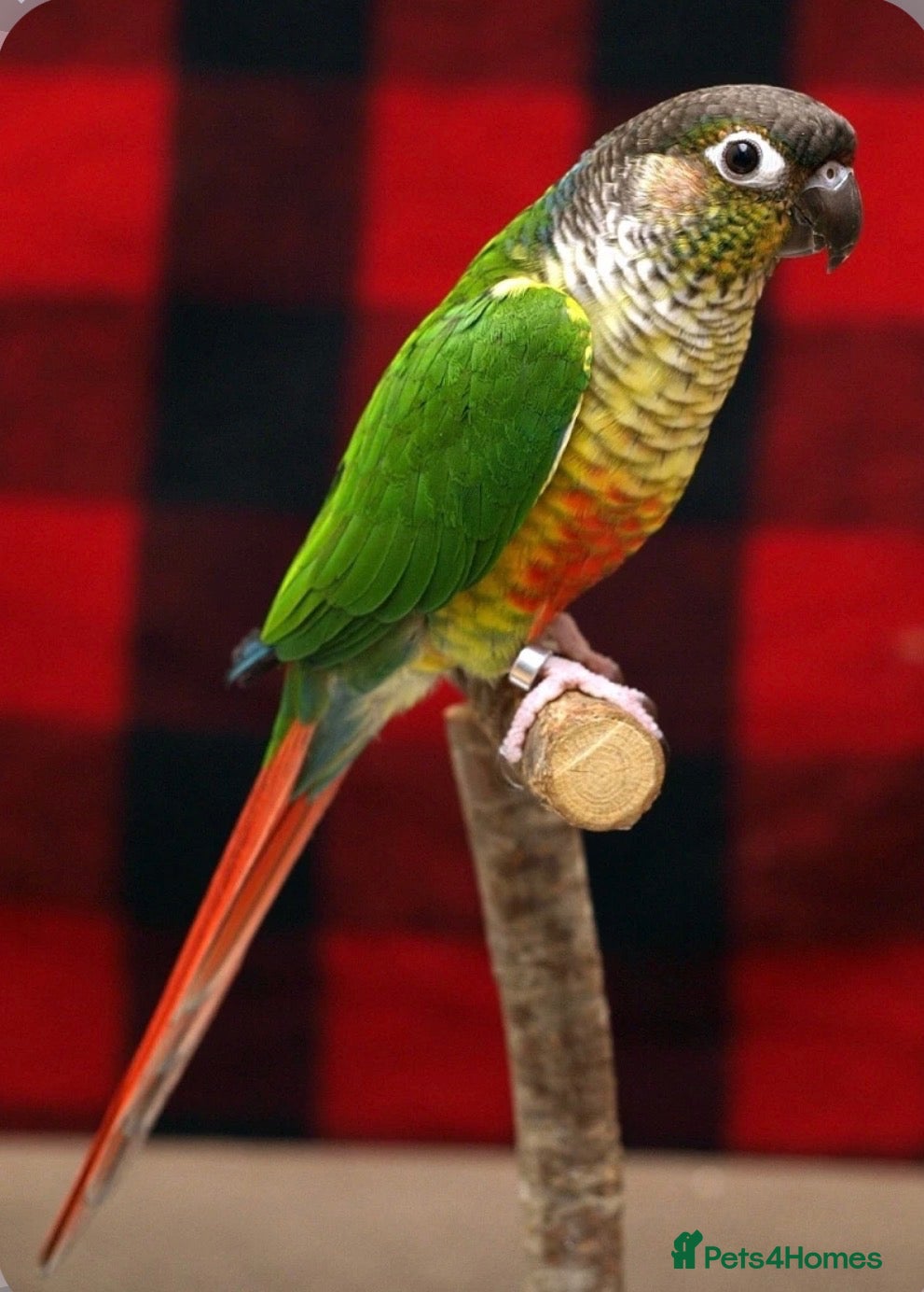 Conures birds Green-cheeked & Pineapple  - Advert 1