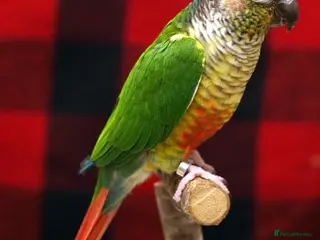Conures birds Green-cheeked - Advert 5