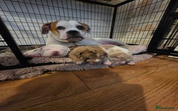 American Bully dogs for sale: Pocket Bully pups  - Image 13