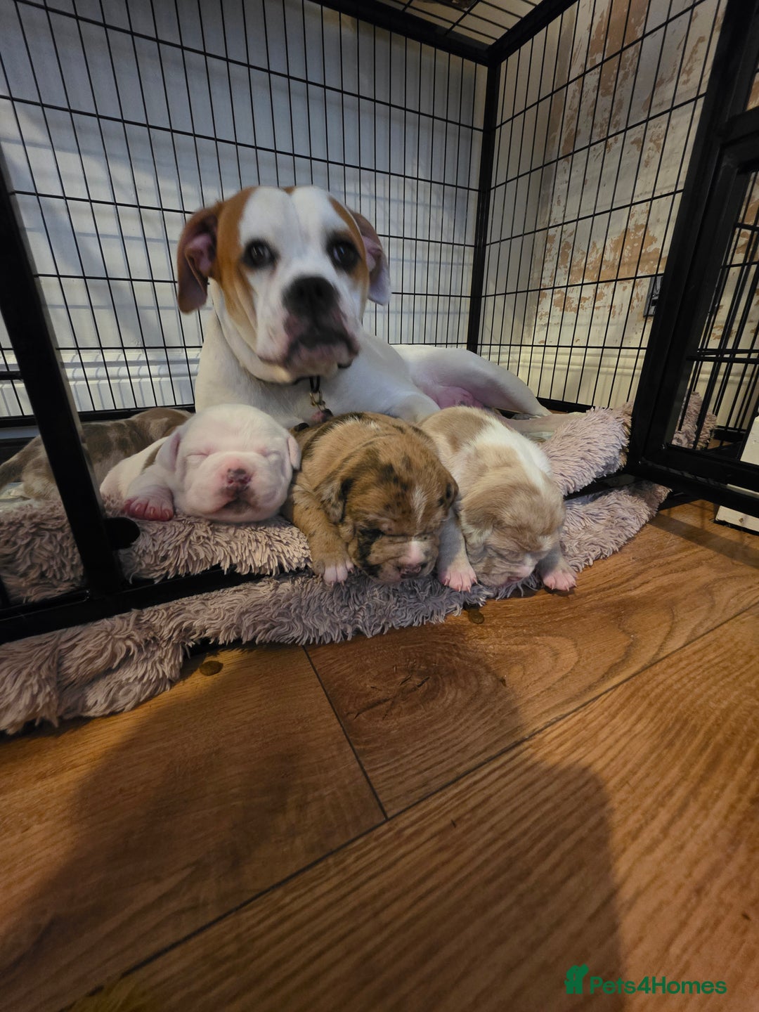 American Bully dogs for sale: Pocket Bully pups  - Image 13