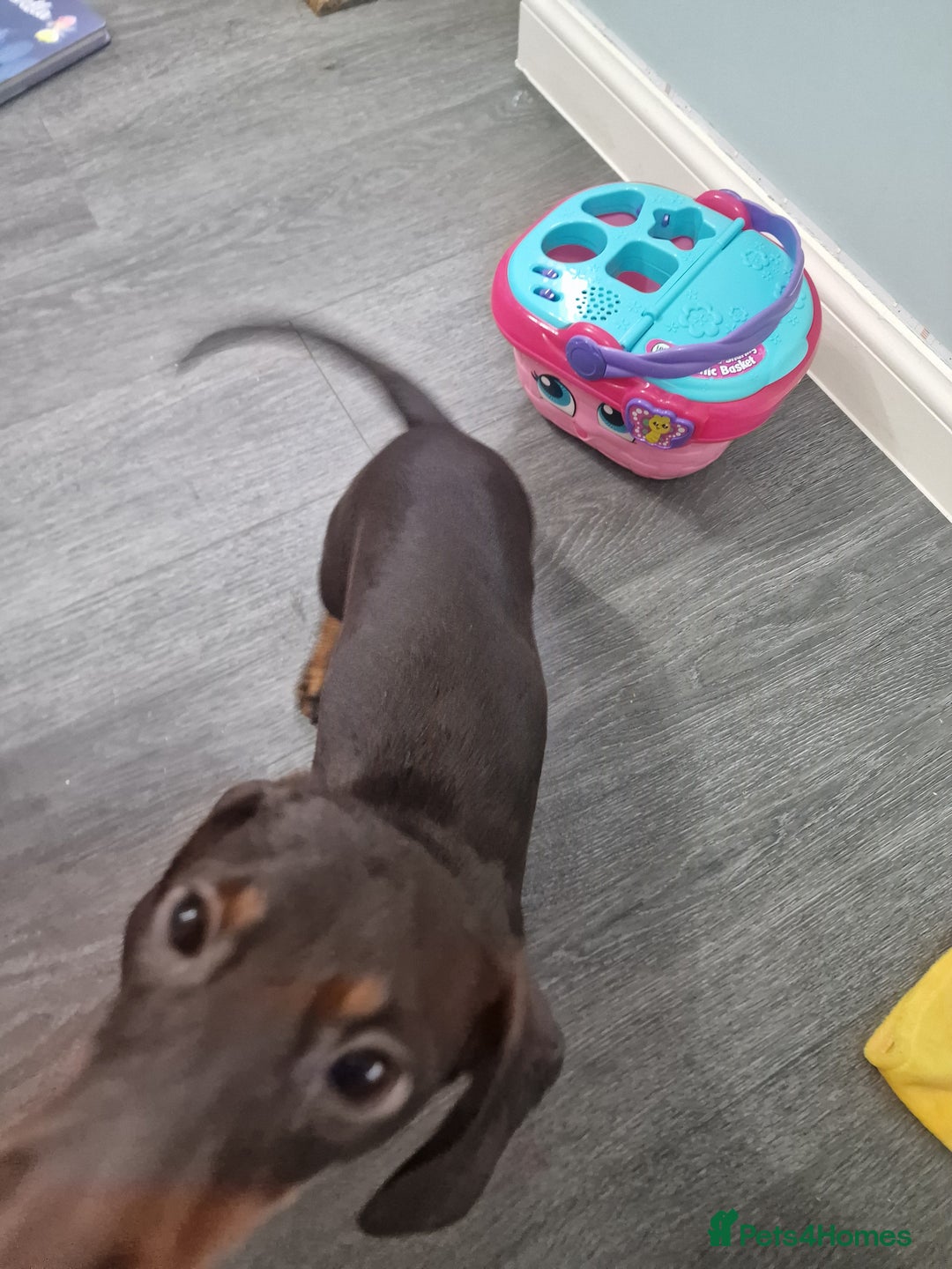 Dachshund dogs for sale: Winnie - standard Dachshund  - Advert 3