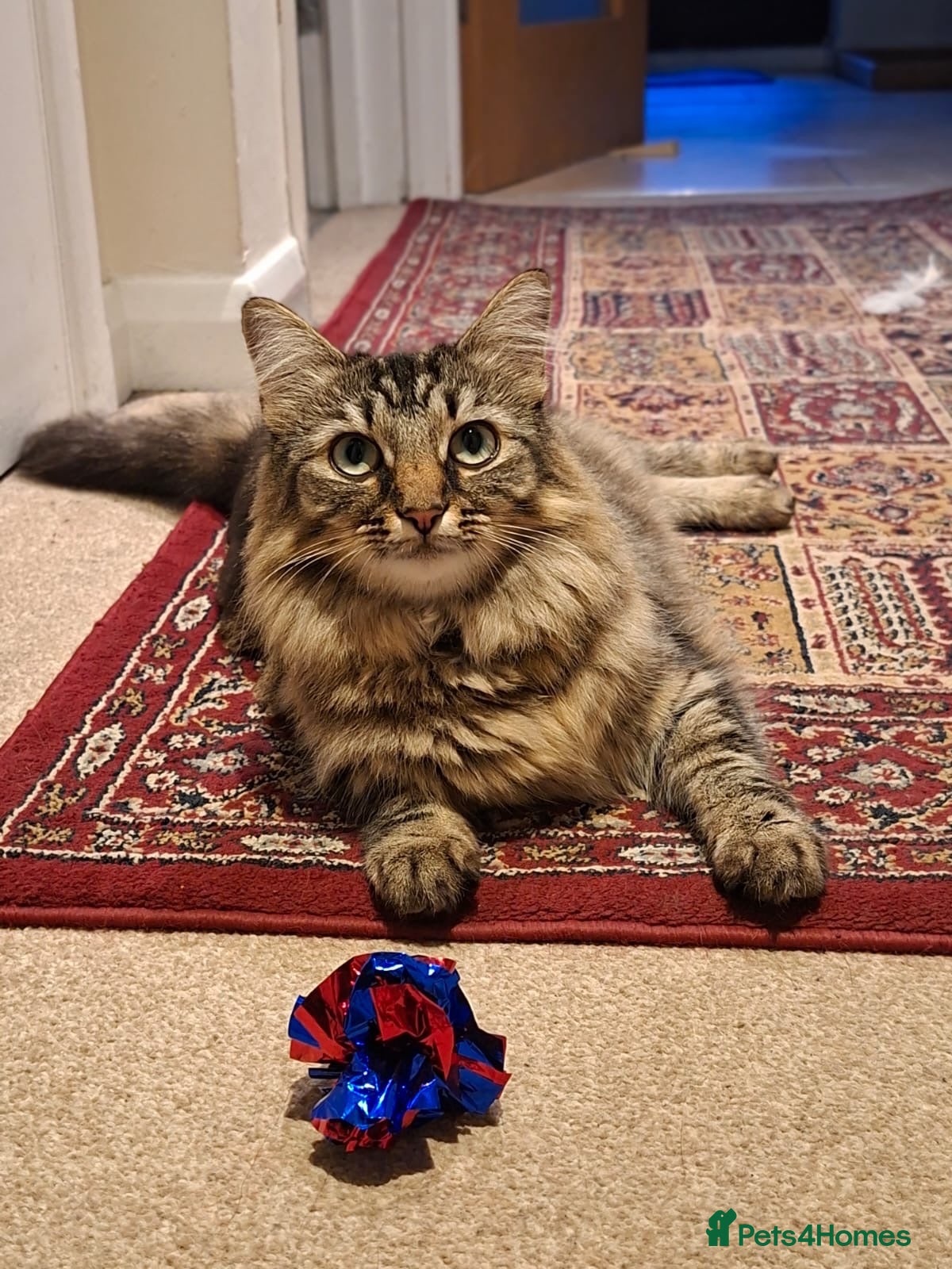 Mixed Breed cats Beautiful & friendly Ragdoll/Maine Coon siblings - Advert 1