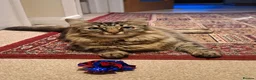 Mixed Breed cats for sale: Beautiful & friendly Ragdoll/Maine Coon siblings - Advert 2