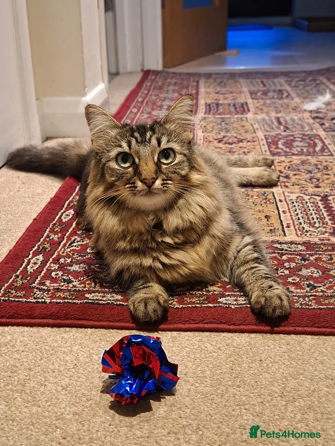 Mixed Breed cats for sale: Beautiful & friendly Ragdoll/Maine Coon siblings - Advert 2