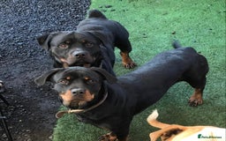 Rottweiler dogs for sale: 3 male Rottweiler pups ready to leave.  - Image 16