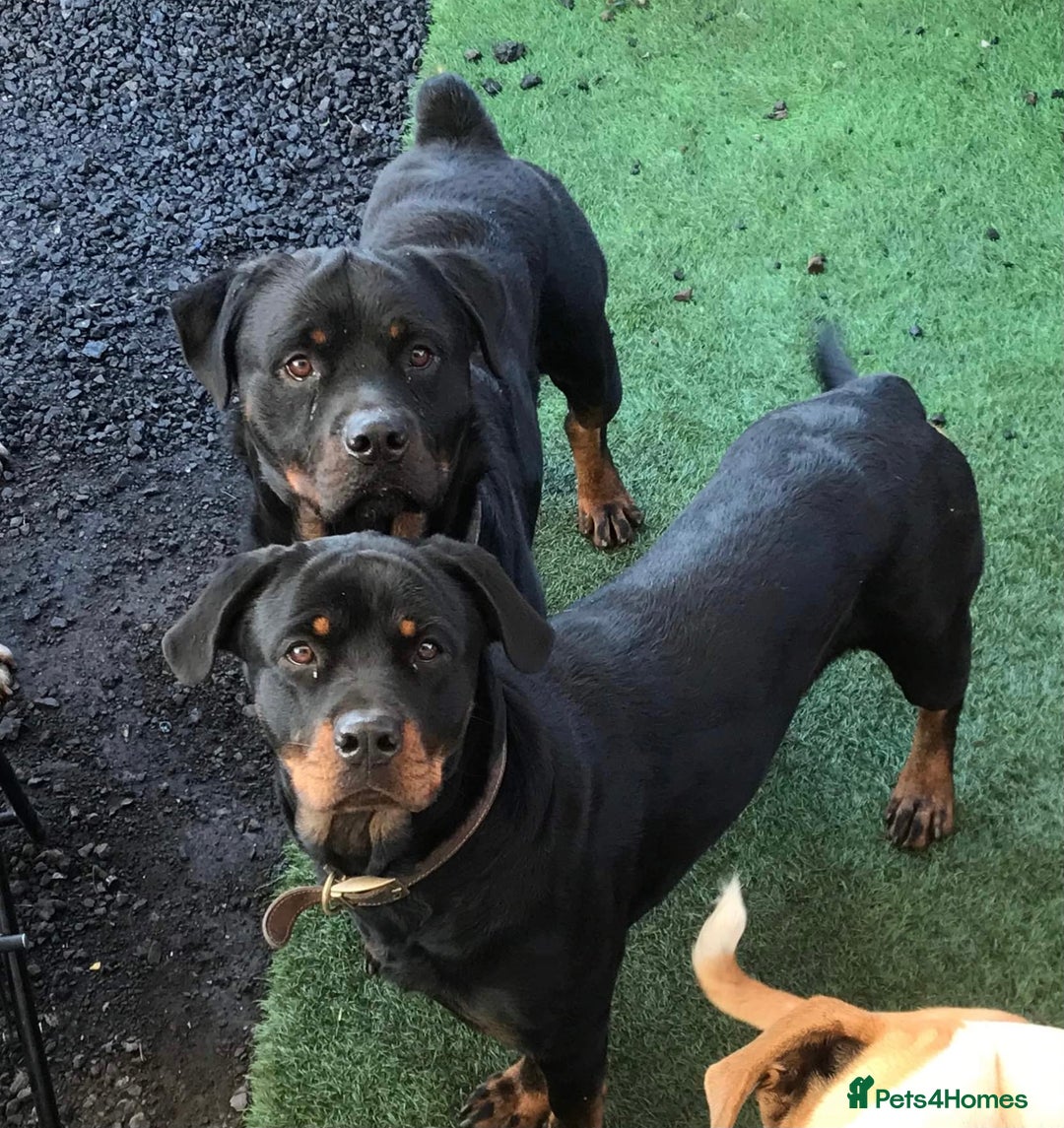 Rottweiler dogs for sale: 3 male Rottweiler pups ready to leave.  - Image 16