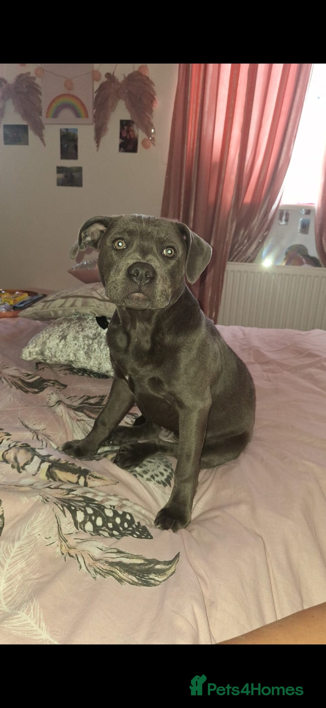 Staffordshire Bull Terrier dogs for stud: **FOR STUD** KC REGISTERED BLUE STAFF BULL TERRIOR - Advert 10