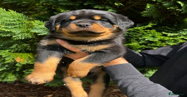 Rottweiler dogs - Advert 1
