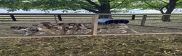 Mixed Breed dogs for sale: Lurches x saluki  - Advert 3