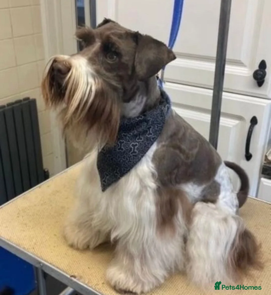 Miniature Schnauzer dogs for stud: KC Reg Choc/White Min Schnauzer MAC +BVA Clear in Coventry - Advert 12