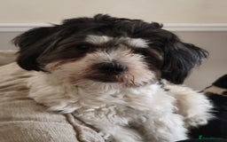 Shichon dogs for stud: * STUD * My gorgeous proven Shichon Boy Ted xx - Image 3