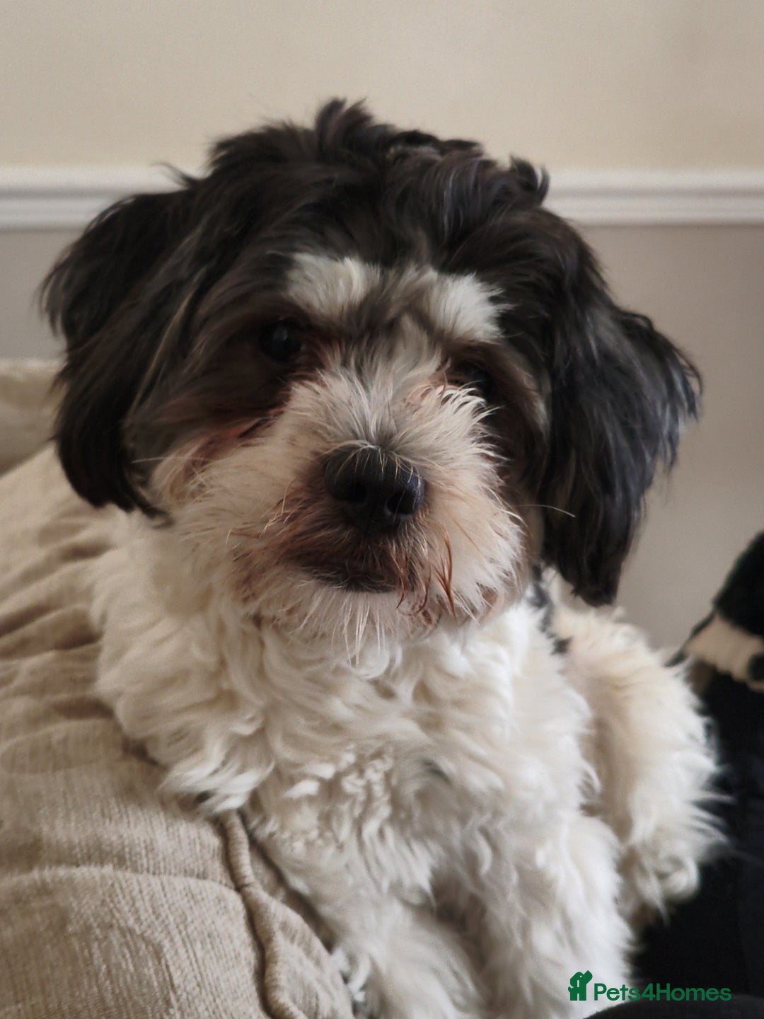 Shichon dogs for stud: * STUD * My gorgeous proven Shichon Boy Ted xx - Image 3