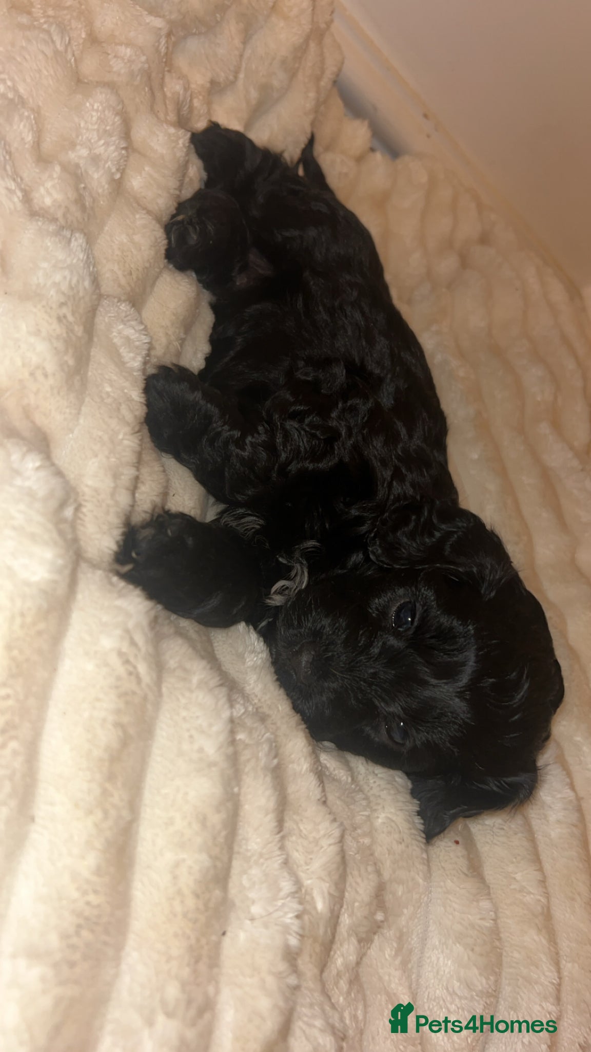 Mixed Breed dogs Cockalier-poo - Advert 21