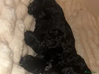 Mixed Breed dogs Cockalier-poo - Advert 21