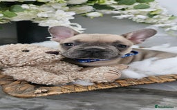 French Bulldog dogs for sale: French bulldog lilac/blue fawn  - Image 3