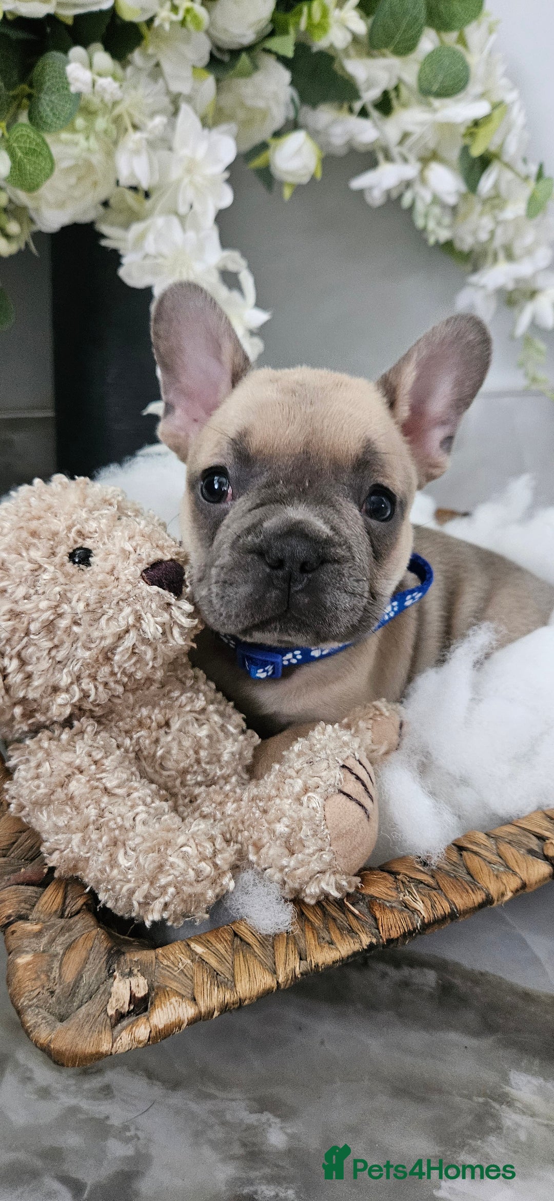 French Bulldog dogs for sale: French bulldog lilac/blue fawn  - Image 3