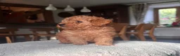 Toy Poodle dogs for sale: Perfect Toy Poodle puppies  - Advert 8