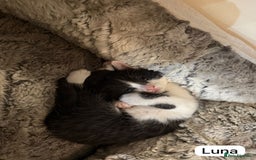 British Shorthair cats for sale: Kittens for sale - Image 8