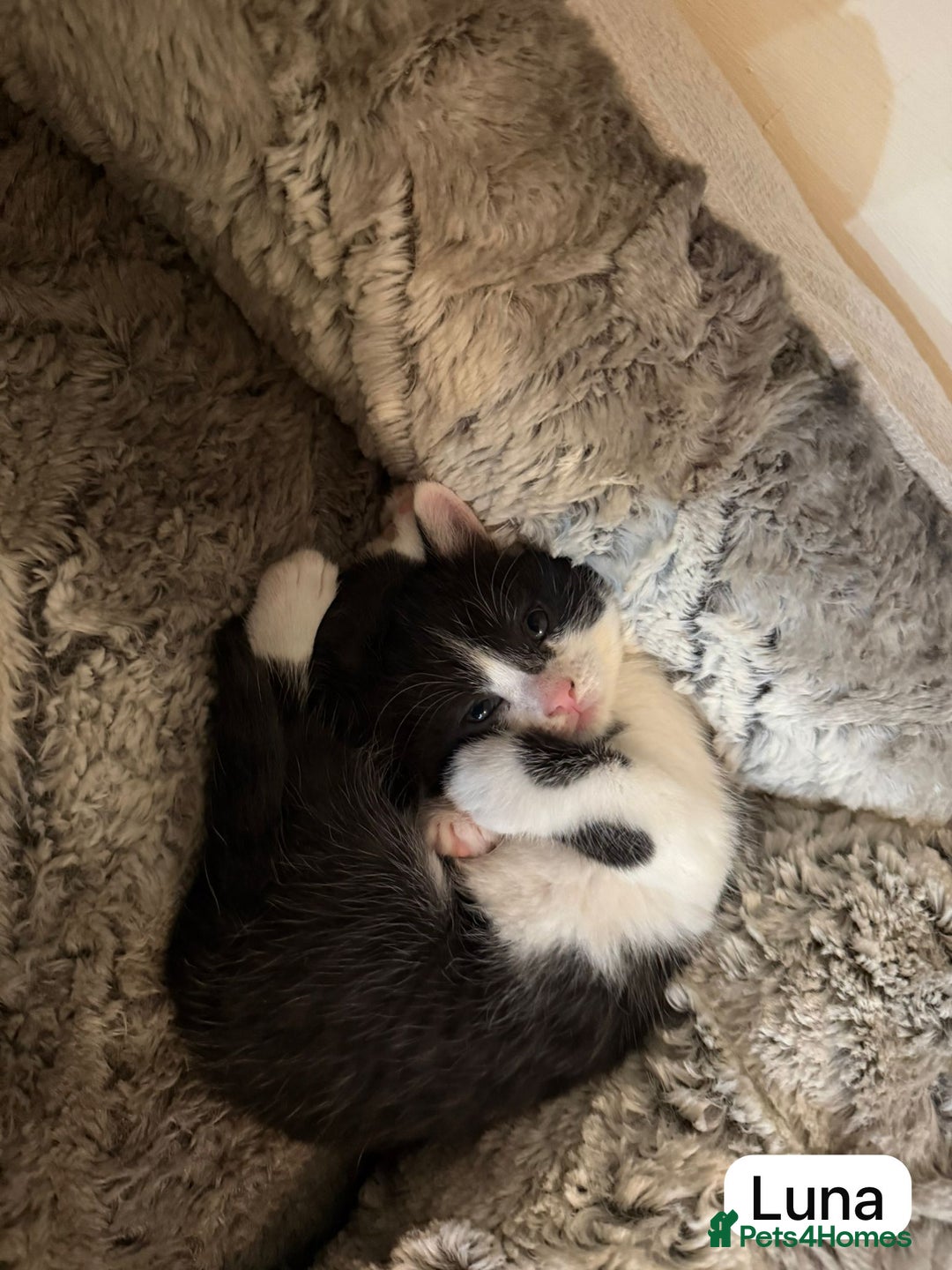 British Shorthair cats for sale: Kittens for sale - Image 8
