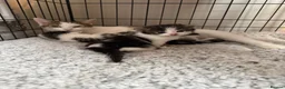 Mixed Breed cats for sale: Kitten - Advert 3