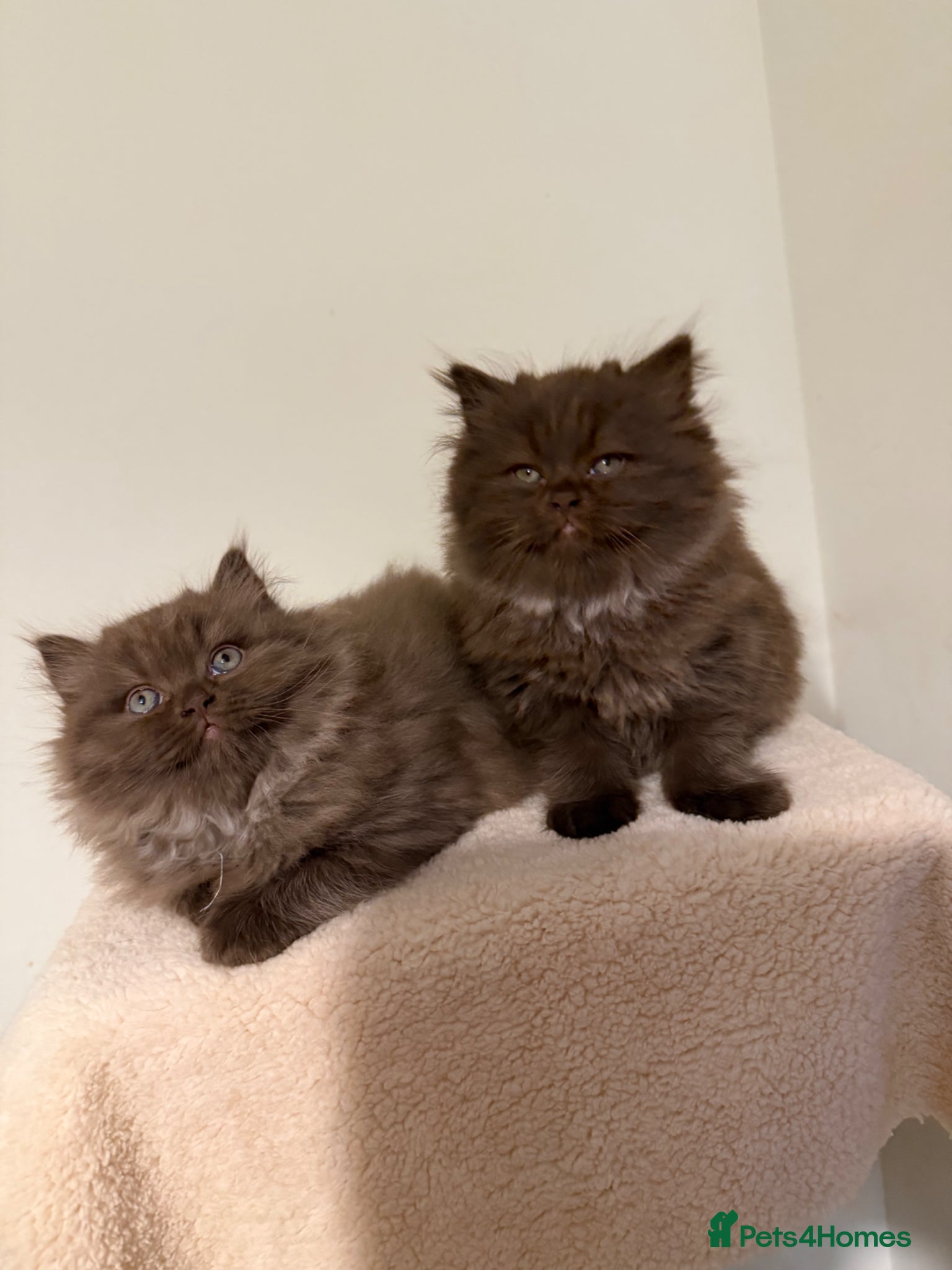 British Longhair cats Chocolate BLH boys TICA registration  - Advert 2