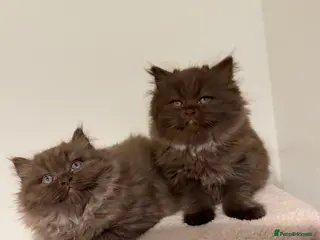 British Longhair cats Chocolate BLH boys TICA registration - Advert 2