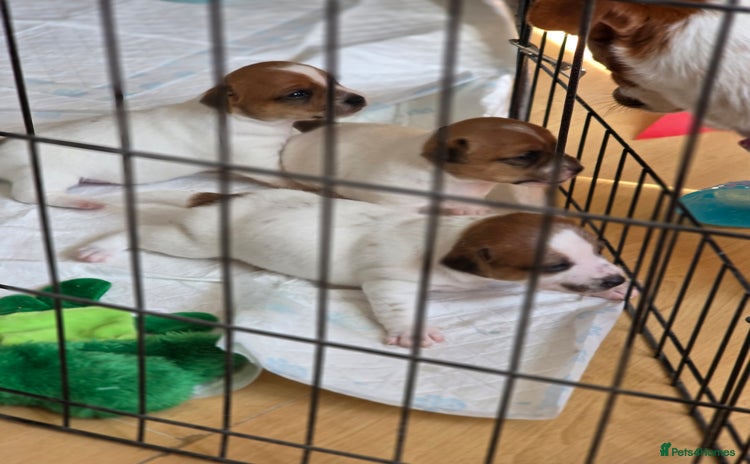 Jack Russell dogs - Advert 1