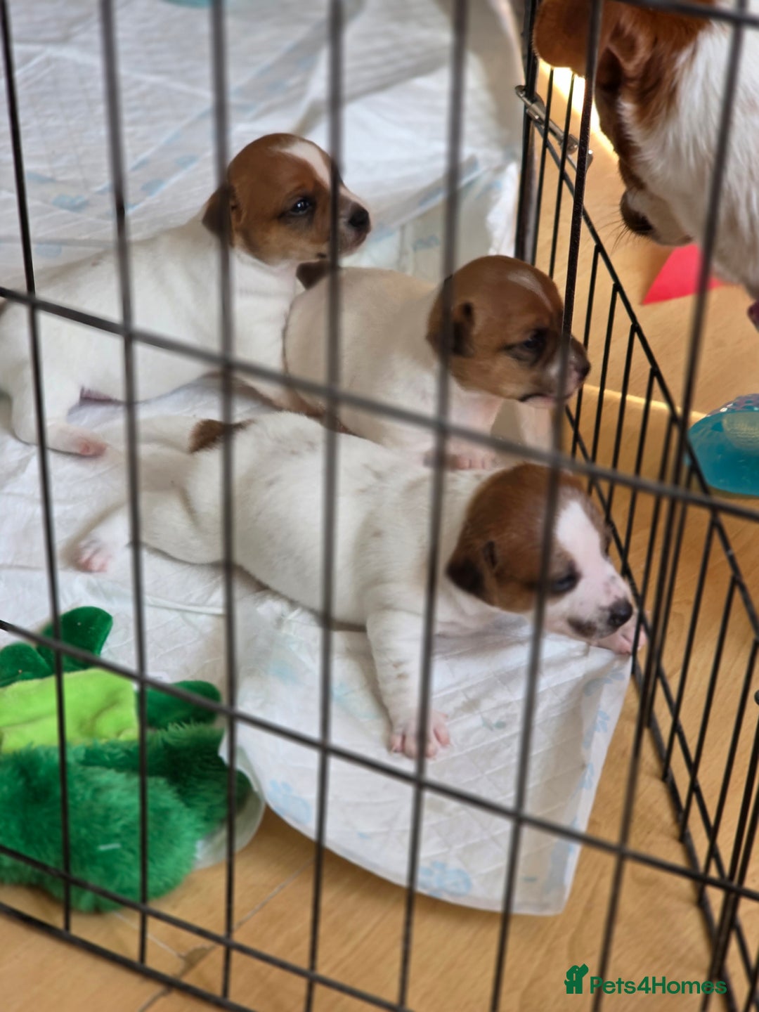 Jack Russell dogs for sale: Jack Russel puppies - Image 1