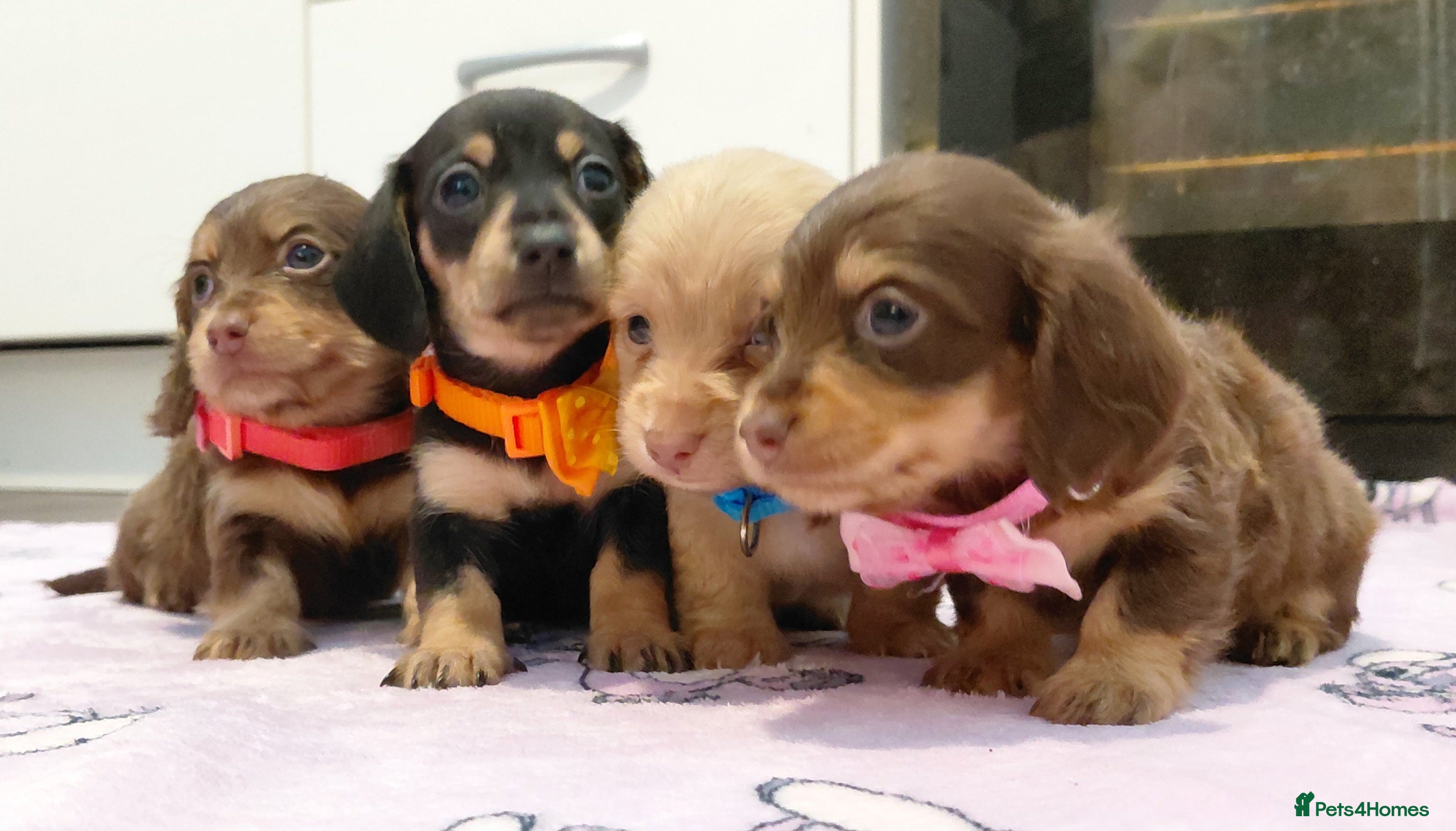 Miniature Dachshund dogs The Sweetest Longhaired Mini Dachshunds 🤎🐾 - Advert 8