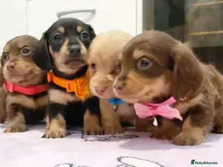 Miniature Dachshund dogs The Sweetest Longhaired Mini Dachshunds 🤎🐾 - Advert 8