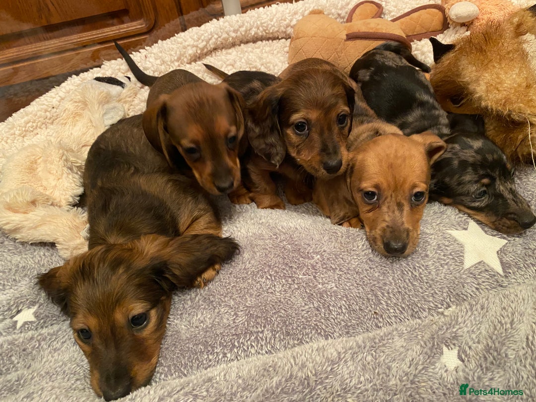 Miniature Dachshund dogs for sale: MINIATURE DACHSHUND PUPPIES  - Advert 24