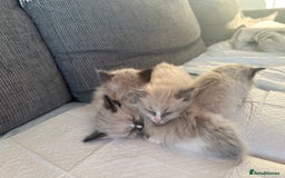 Ragdoll cats for sale: 2 gorgeous ragdoll kittens needing forever homes - Image 4