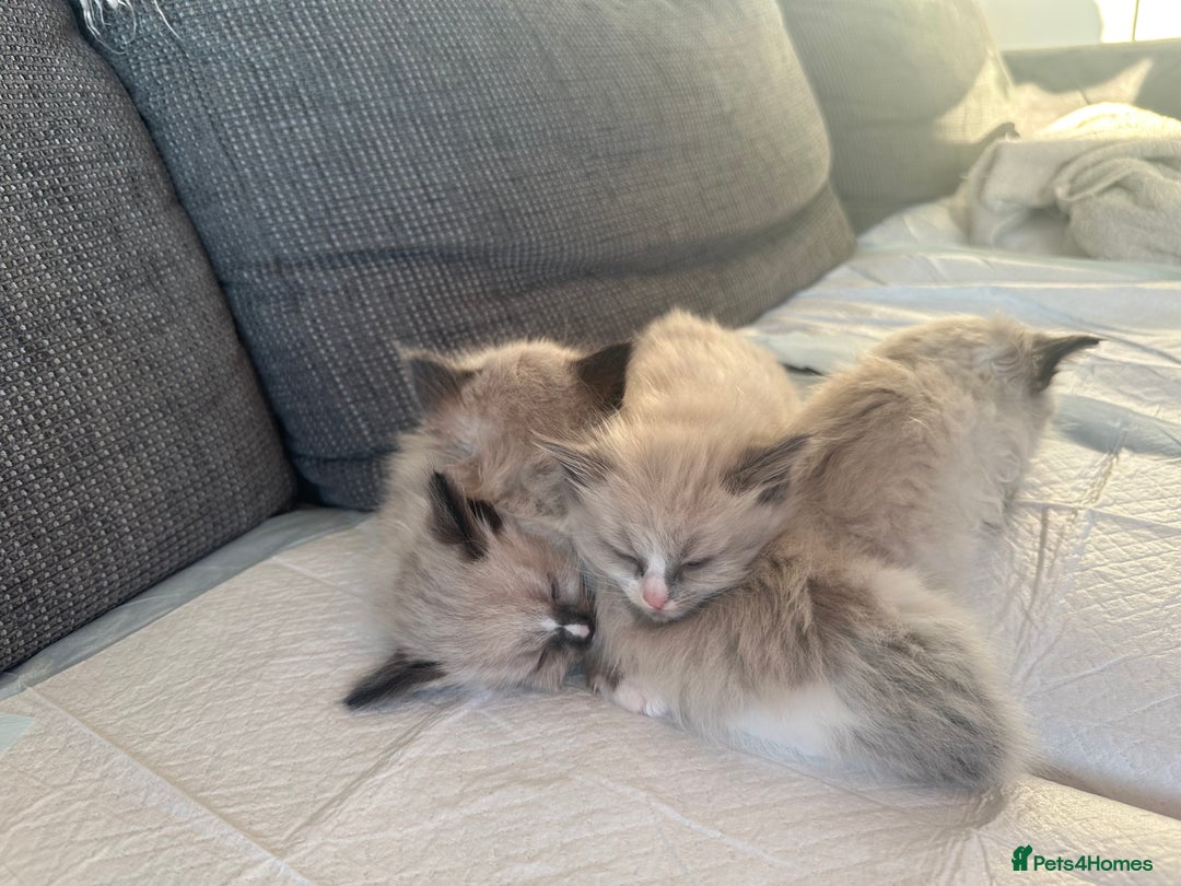 Ragdoll cats for sale: 2 gorgeous ragdoll kittens needing forever homes - Image 4