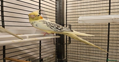 Cockatiels birds - Advert 9