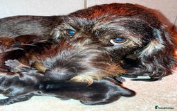 Dachshund dogs for sale: 🩷💙Stunning KC Wire haired Dachshunds🩷💙 - Image 32