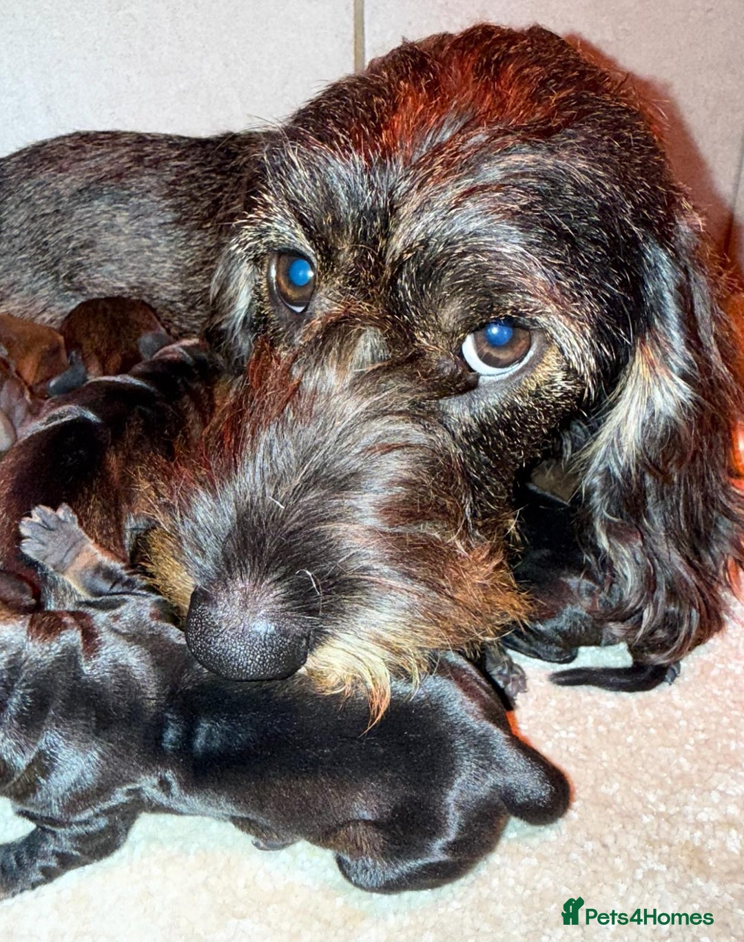 Dachshund dogs for sale: 🩷💙Stunning KC Wire haired Dachshunds🩷💙 - Image 32