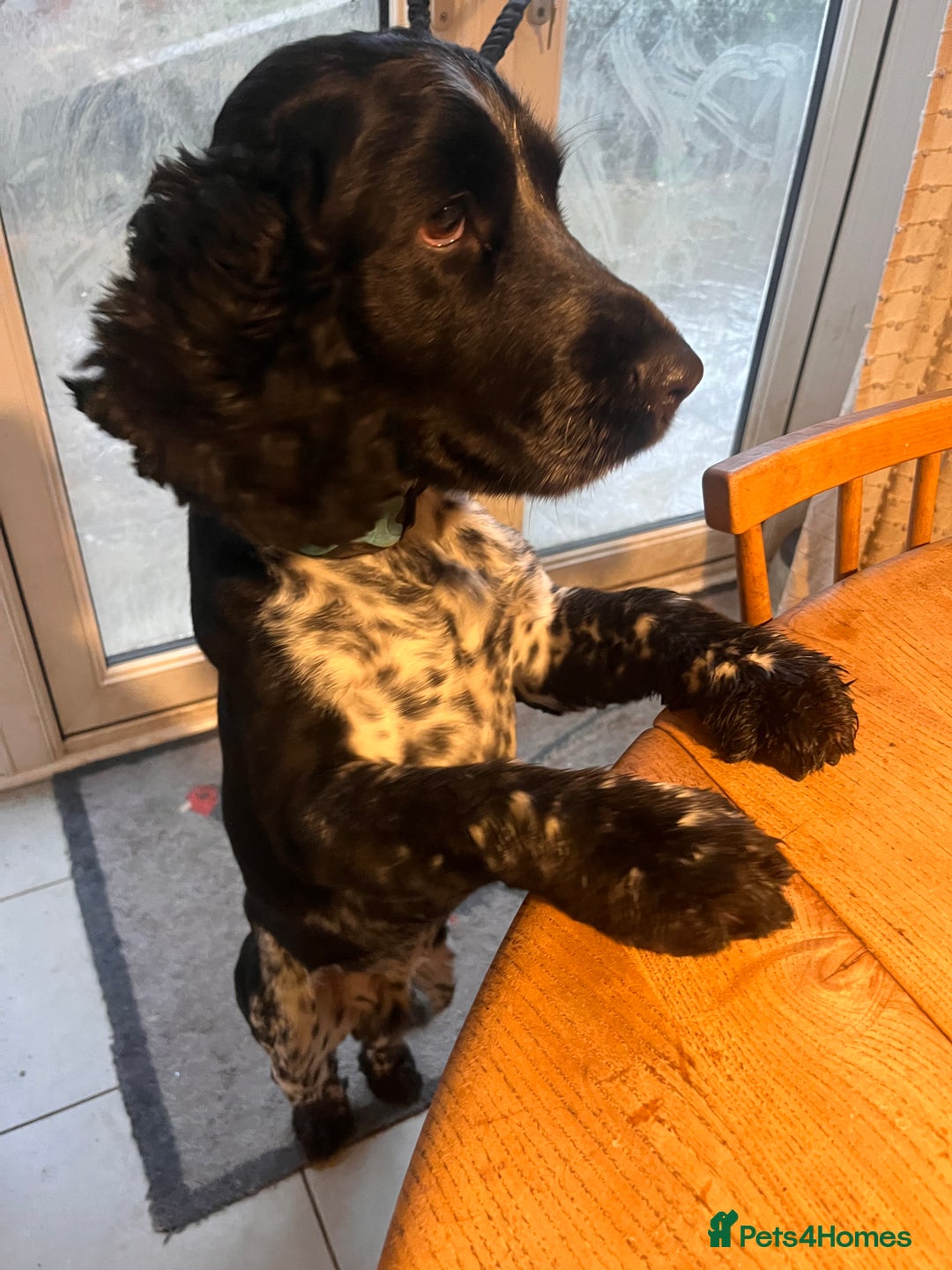 Cocker Spaniel dogs for sale: Loving Cocker Spaniel looking for adult only home  - Image 4