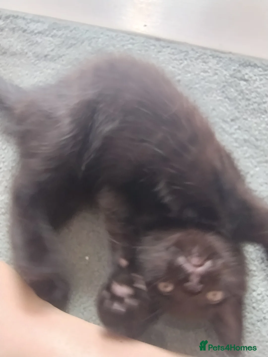 Mixed Breed cats for sale: Kittens available, 4 left, ragdoll x 3 boys 1 girl - Advert 15