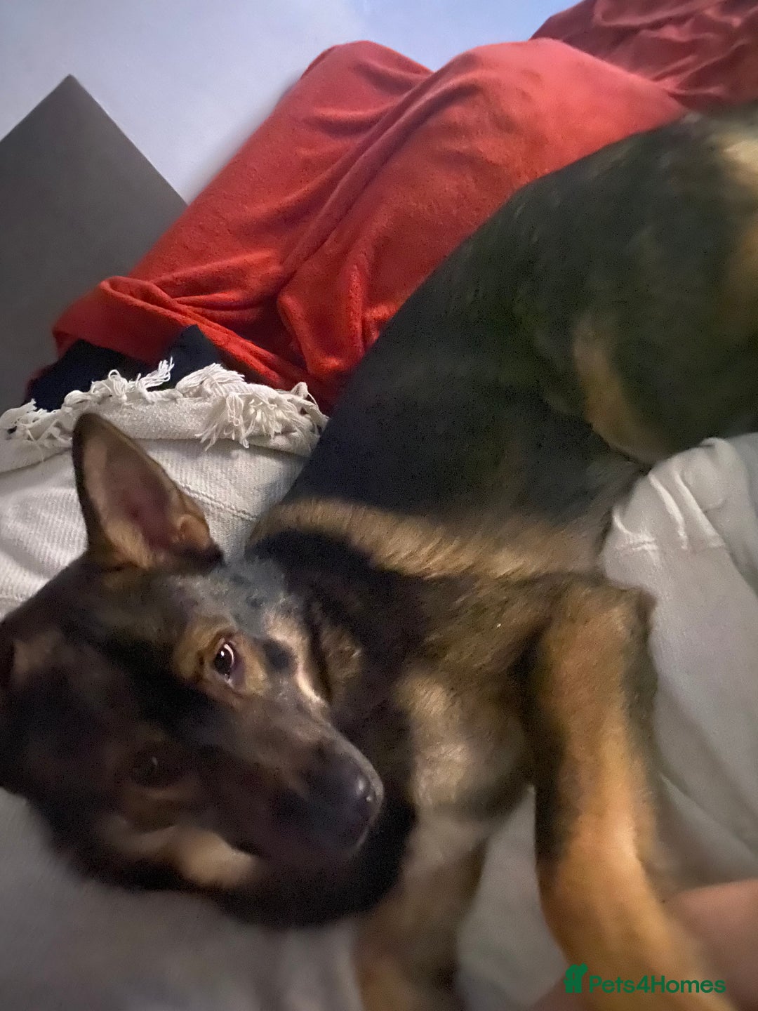 Mixed Breed dogs for sale: 3 year old German Shepard Akita mix male - Image 2