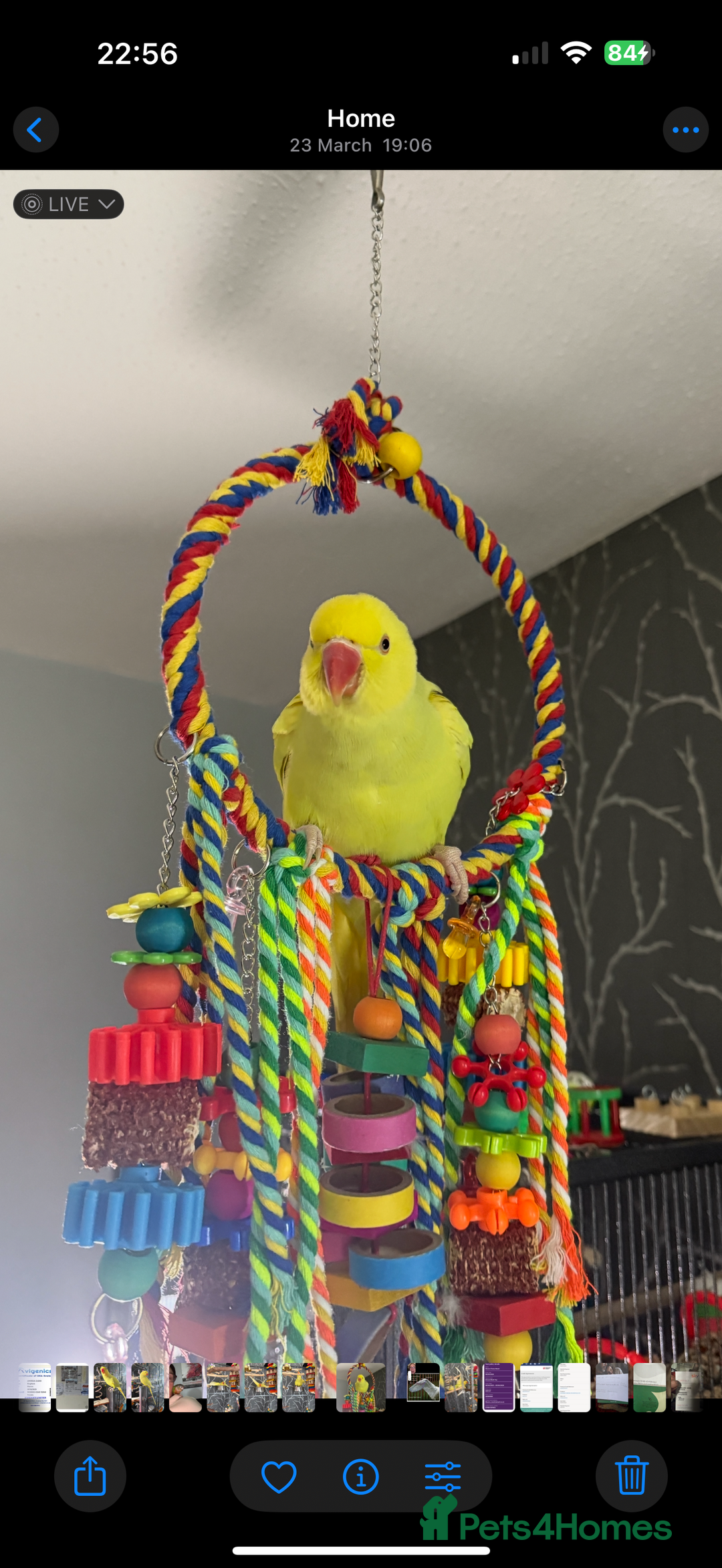 Ringnecks birds for sale: Indian Ringneck Parrot, female, 13 months old  - Image 5