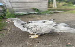 Ducks poultry for sale: 2x Friendly Young Lavender Muscovy Drakes - Image 4
