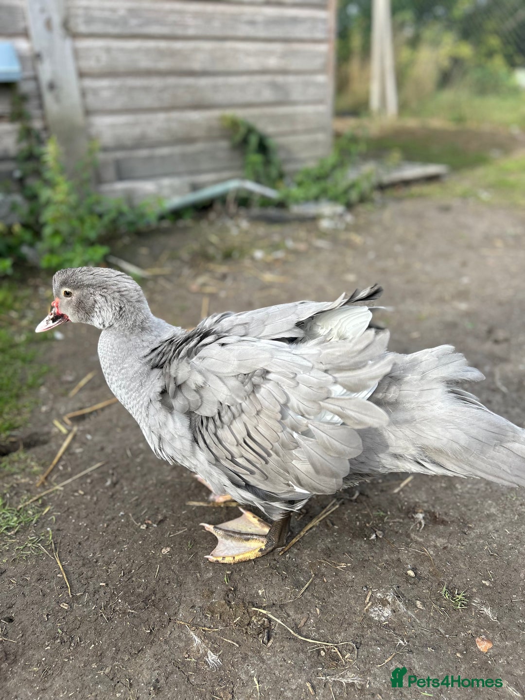 Ducks poultry for sale: 2x Friendly Young Lavender Muscovy Drakes - Image 4