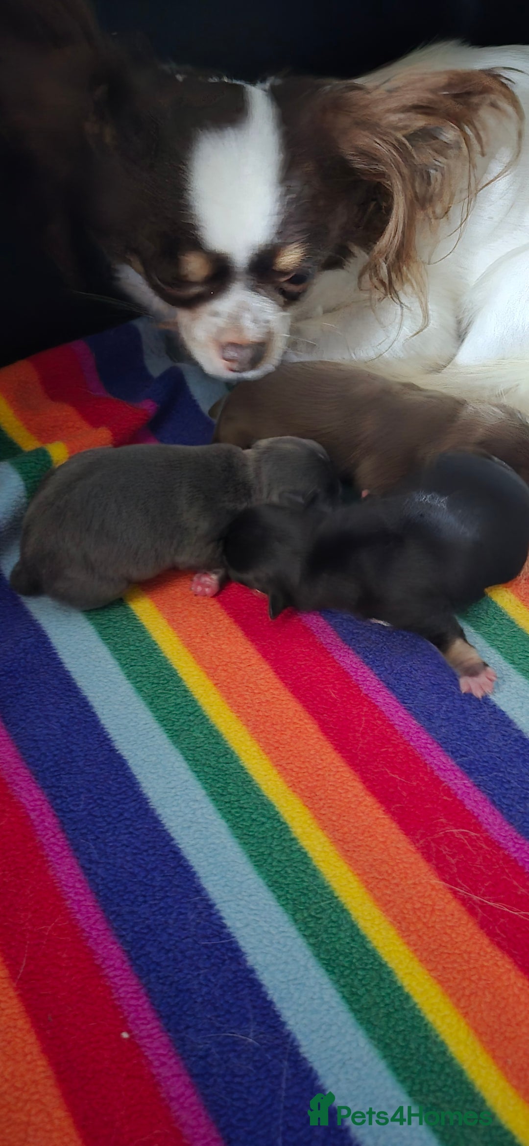 Chihuahua dogs for sale: Chihuahua Boy Available  - Advert 4